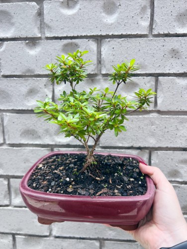 Florist Choice medium Bonsai