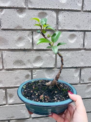 Florist Choice Small Bonsai